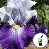 Iris Germanica (Stanjenel) Night Edition, cu flori mov-inchis si alb-crem parfumate, crestere rapida, bulb plantat In ghiveci