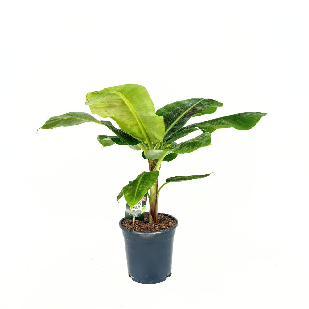 Bananier Pitic Dwarf Cavendish, 60-70 cm, planta exotica de interior, fructe dulci comestibile, crestere rapida