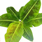 Bananier Pitic Dwarf Cavendish, 60-70 cm, planta exotica de interior, fructe dulci comestibile, crestere rapida