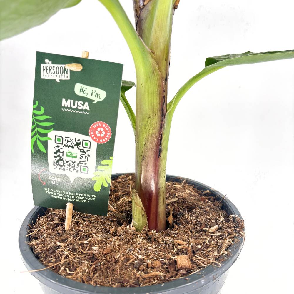 Bananier Pitic Dwarf Cavendish, 60-70 cm, planta exotica de interior, fructe dulci comestibile, crestere rapida