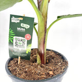 Bananier Pitic Dwarf Cavendish, 60-70 cm, planta exotica de interior, fructe dulci comestibile, crestere rapida