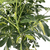 Palmierul Umbrela (Schefflera) Gold Capella, 170 cm, planta de interior decorativa, frunze verzi cu pete aurii, purificatoare de aer, usor de ingrijit