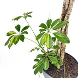 Palmierul Umbrela (Schefflera) Gold Capella, 170 cm, planta de interior decorativa, frunze verzi cu pete aurii, purificatoare de aer, usor de ingrijit