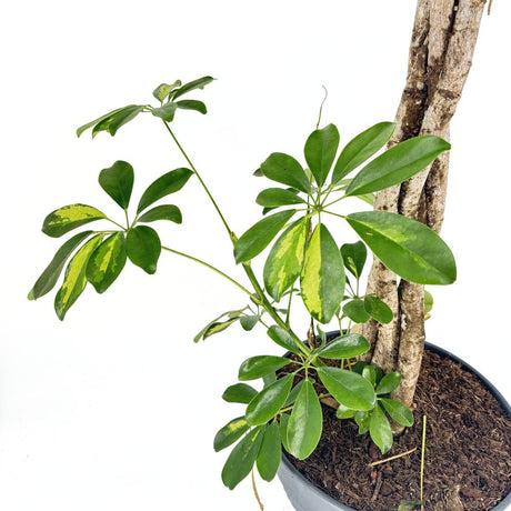 Palmierul Umbrela (Schefflera) Gold Capella, 170 cm, planta de interior decorativa, frunze verzi cu pete aurii, purificatoare de aer, usor de ingrijit