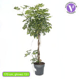 Palmierul Umbrela (Schefflera) Gold Capella, 170 cm, planta de interior decorativa, frunze verzi cu pete aurii, purificatoare de aer, usor de ingrijit