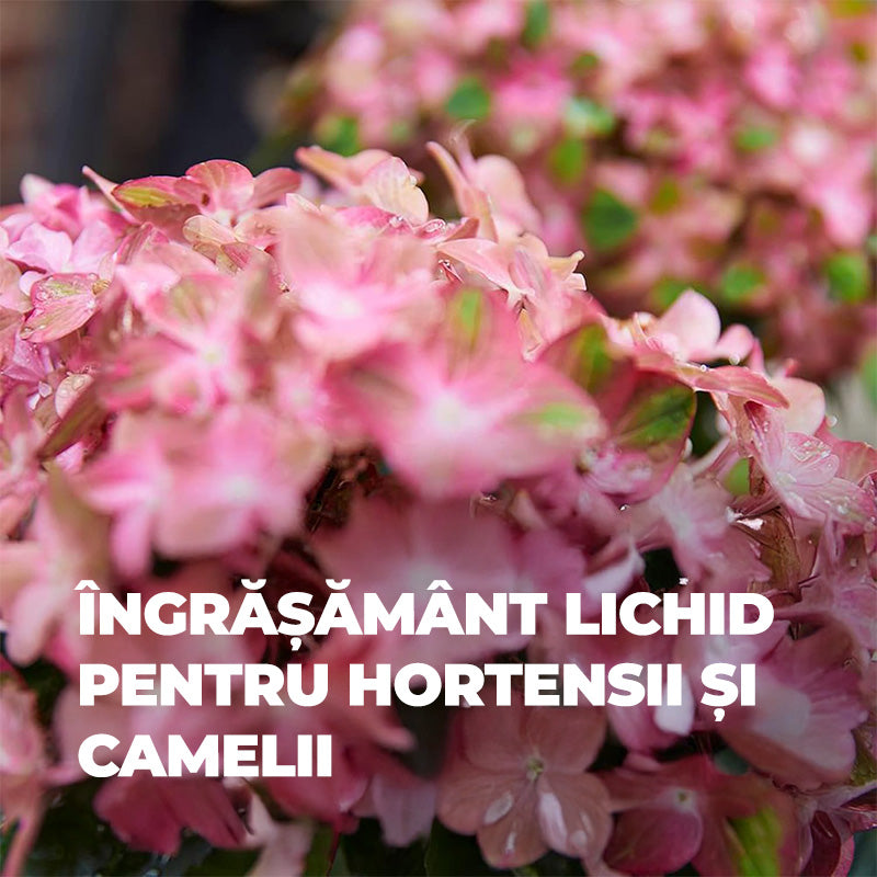 Ingrasamant Lichid pentru Hortensii si Camelii, 1 l, cu Extra Fier, COMPO