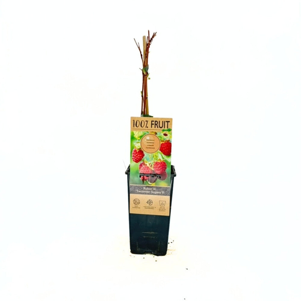 Zmeura remontanta rosie curgatoare Sugana Red timpurie si foarte productiva, an 1 pe rod