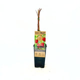 Zmeura remontanta rosie curgatoare Sugana Red timpurie si foarte productiva, an 1 pe rod