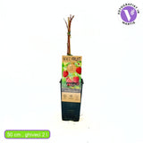 Zmeura remontanta curgatoare Two Timer Sugana cu fructificare dubla si gust intens, an 1 pe rod