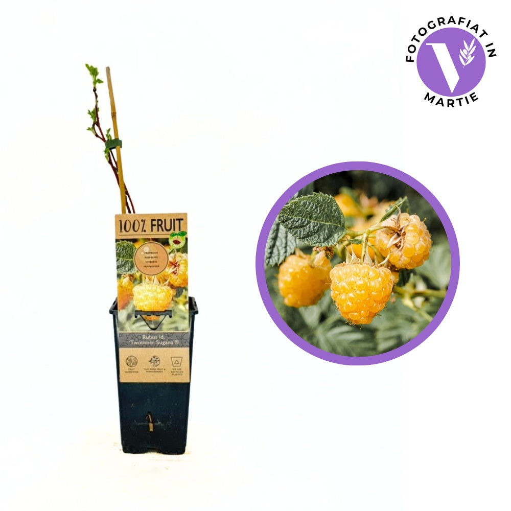 Zmeura remontanta galbena curgatoare Sugana Yellow cu aroma delicata si productie ridicata, an 1 pe rod