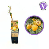 Zmeura remontanta galbena curgatoare Sugana Yellow cu aroma delicata si productie ridicata, an 1 pe rod