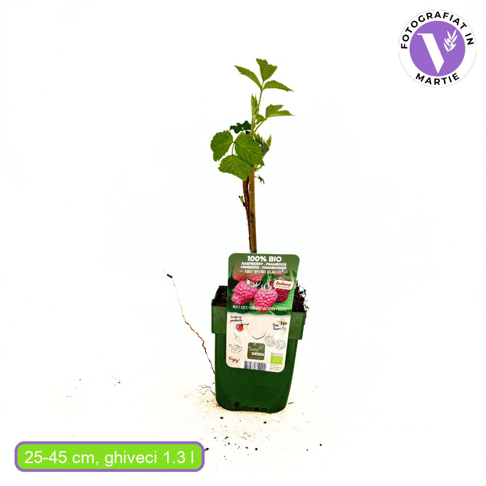 Zmeura remontanta curgatoare Two Timer Sugana cu fructificare dubla si gust intens, an 1 pe rod