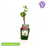 Zmeura remontanta curgatoare Two Timer Sugana cu fructificare dubla si gust intens, an 1 pe rod