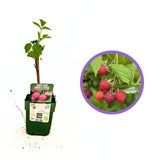 Zmeura remontanta curgatoare Two Timer Sugana cu fructificare dubla si gust intens, an 1 pe rod