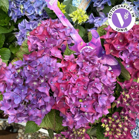 Hortensie macrophylla Deep Purple Dance – mov