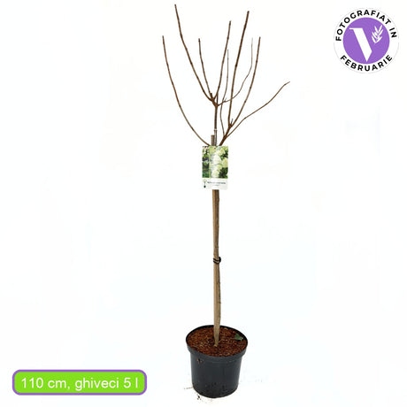 Hortensie de gradina Tip Copac Limelight, pomisor cu flori mari conice alb crem si roz , inflorire lunga vara-toamna, planta decorativa de gradina