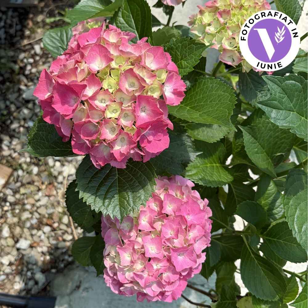 Hortensie macrophylla Sibilla Masja – rosie
