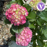 Hortensie macrophylla Sibilla Masja – rosie