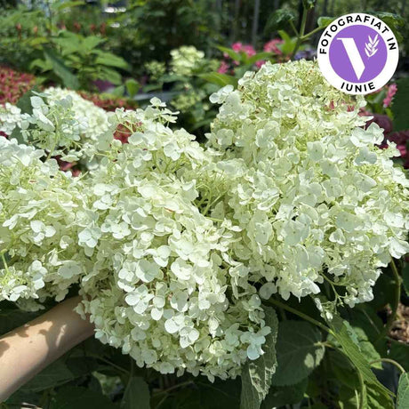 Hortensie arborescens Strong Annabelle – alba
