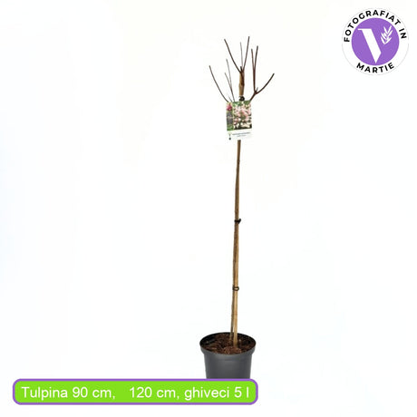 Hortensie de Gradina Tip Copac Vanille Fraise, pomisor cu flori alb-roz capsuna, inflorire lunga vara-toamna, planta decorativa gradina