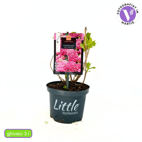 Hortensie de Gradina Pitica Little XS, flori roz compacte, tufis decorativ de gradina