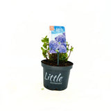 Hortensie macrophylla Little Blue XS – albastra