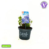 Hortensie macrophylla Little Blue XS – albastra