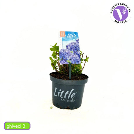 Hortensie de Gradina Pitica Little Blue XS, flori albastre compacte, tufis decorativ de gradina