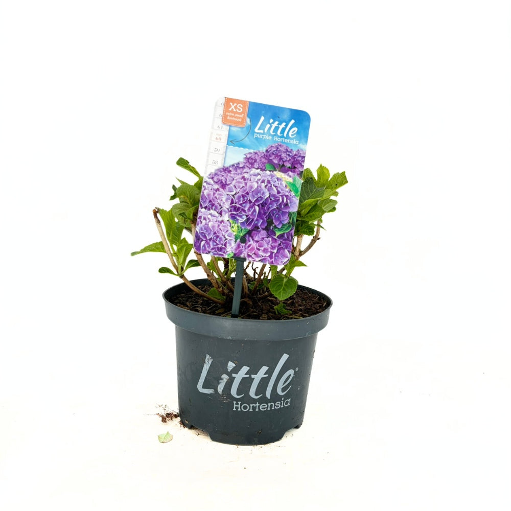 Hortensie de Gradina Pitica Little Purple XS, flori mov compacte, tufis decorativ de gradina