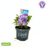 Hortensie de Gradina Pitica Little Purple XS, flori mov compacte, tufis decorativ de gradina