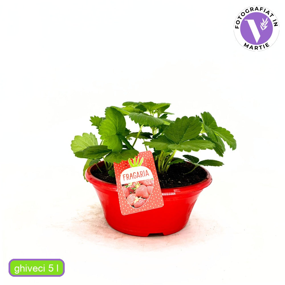 Capsuni Productivi Beltran timpurii (Fragaria Ananassa), cu fructe mari si aromate, ideali pentru gradina, an 3 pe rod