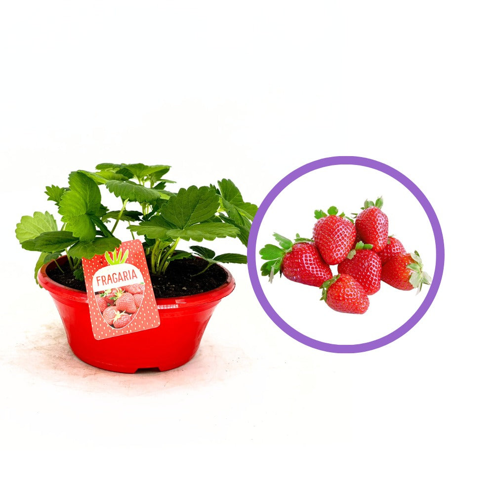 Capsuni Productivi Beltran timpurii (Fragaria Ananassa), cu fructe mari si aromate, ideali pentru gradina, an 3 pe rod