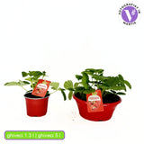 Capsuni Productivi Beltran timpurii (Fragaria Ananassa), cu fructe mari si aromate, ideali pentru gradina, an 3 pe rod