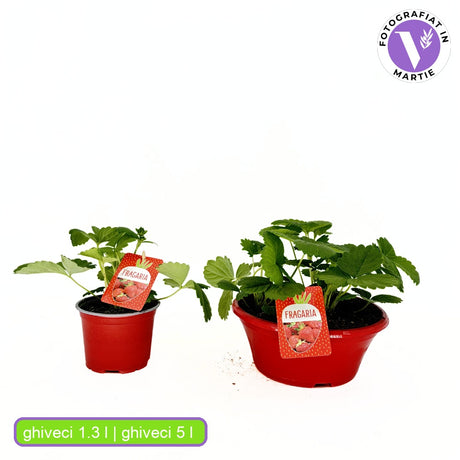 Capsuni Productivi Beltran timpurii (Fragaria Ananassa), cu fructe mari si aromate, ideali pentru gradina, an 3 pe rod