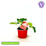 Capsuni Productivi Beltran timpurii (Fragaria Ananassa), cu fructe mari si aromate, ideali pentru gradina, an 3 pe rod