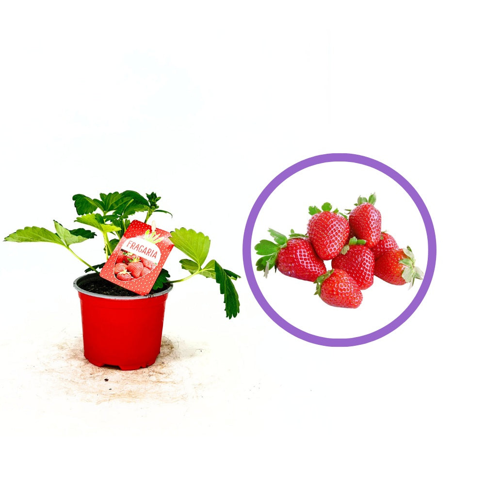 Capsuni Productivi Beltran timpurii (Fragaria Ananassa), cu fructe mari si aromate, ideali pentru gradina, an 3 pe rod