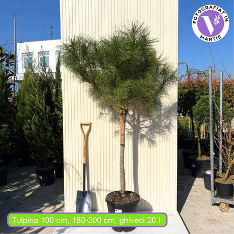 Pin Clasic Gresesc (Pinus Pinea), pin umbrela mediteranean si forma ornamentala unica