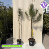 Pin Clasic Gresesc (Pinus Pinea), pin umbrela mediteranean si forma ornamentala unica