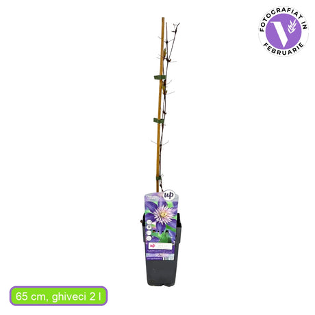 Clematis (Clematita) Multi Blue, planta cataratoare cu flori mari duble albastre, inflorire abundenta primavara/vara