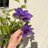 Clematis (Clematita) Multi Blue, planta cataratoare cu flori mari duble albastre, inflorire abundenta primavara/vara