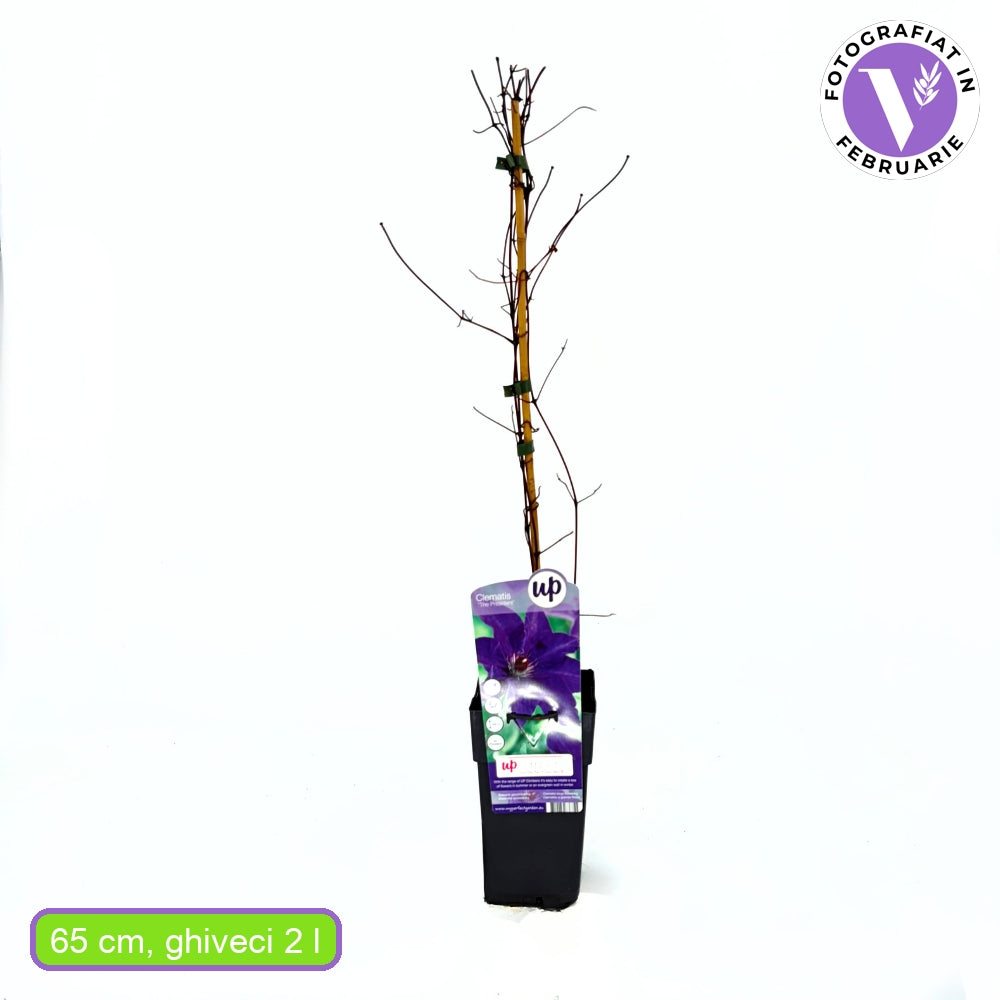 Clematis (Clematita) The President, planta cataratoare cu flori mari violet inchis cu centru deschis, inflorire abundenta vara