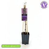 Clematis (Clematita) Star of India, planta cataratoare cu flori mov intens si dungi centrale purpurii, inflorire abundenta vara