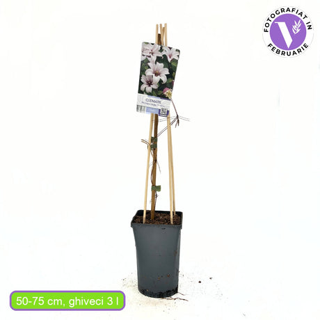 Clematis (Clematita) Princess Kate, planta cataratoare cu flori spectaculoase albe cu margine violet in forma de clopot, inflorire abundenta vara