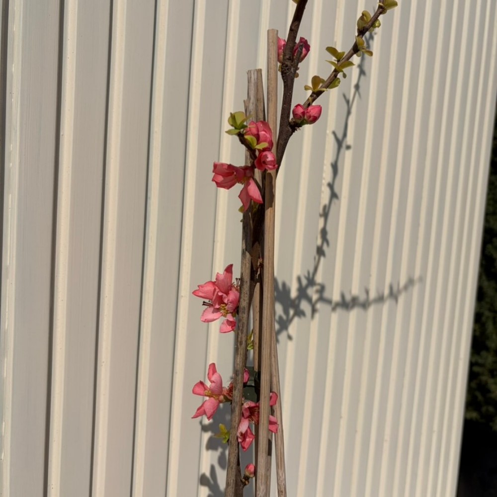 Gutui Japonez, Merisor (Chaenomeles) Pink Lady, arbust decorativ cu flori roz inchis duble, infloreste pe ramuri goale, fructe comestibile, rezistent la seceta