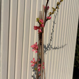 Gutui Japonez, Merisor (Chaenomeles) Pink Lady, arbust decorativ cu flori roz inchis duble, infloreste pe ramuri goale, fructe comestibile, rezistent la seceta