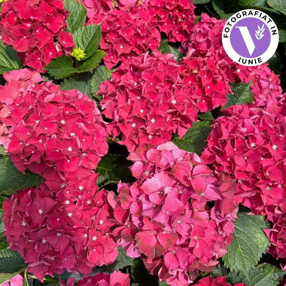 Hortensie macrophylla Hi Fire – rosie