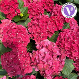 Hortensie macrophylla Hi Fire – rosie