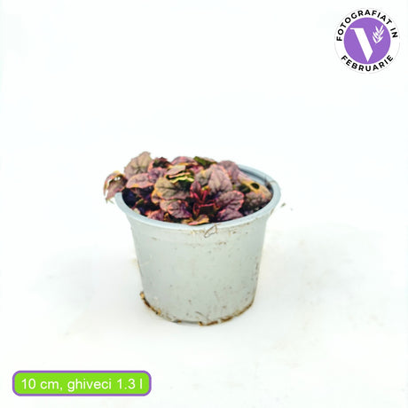 Vinetica Burgundy Glow (Ajuga reptans), planta decorativa vesnic verde cu frunzis tricolor si flori albastre