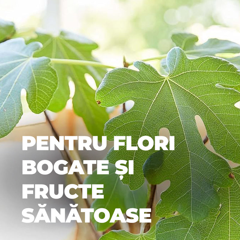 Ingrasamant pentru Plante Mediteraneene, 1.5 kg pentru 50 m², Efect de Lunga Durata 6 Luni, COMPO