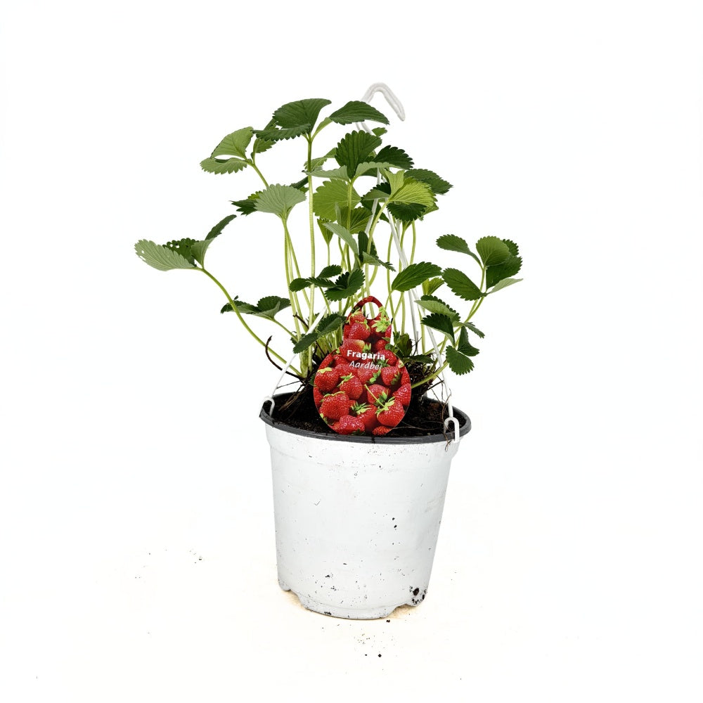 Capsuni Productivi Elsanta (Fragaria Ananassa), cu productie ridicata si fructe ferme, perfecti pentru consum proaspat